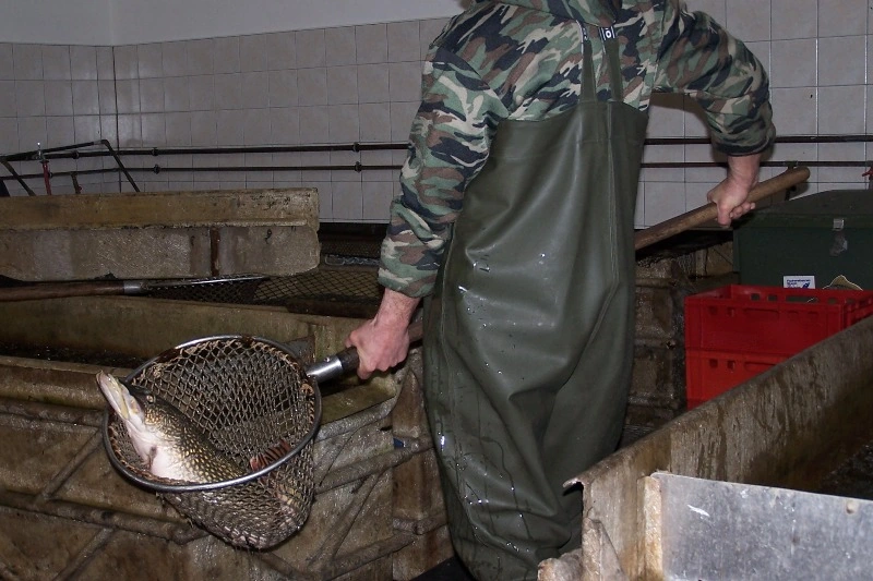 große Fische